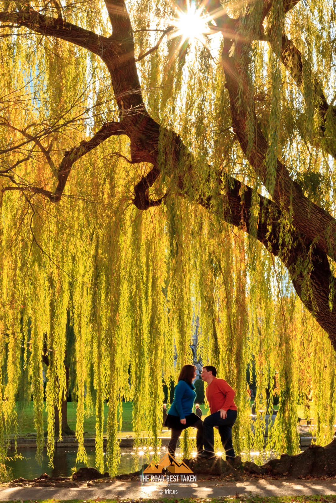 Under the Willow Tree - 