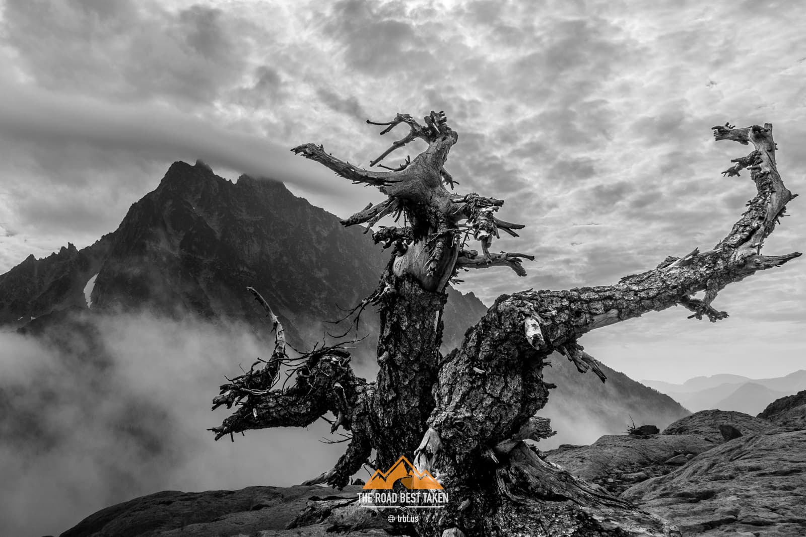 Gnarled Tree Overlooking Dragontail Peak, Washington - 