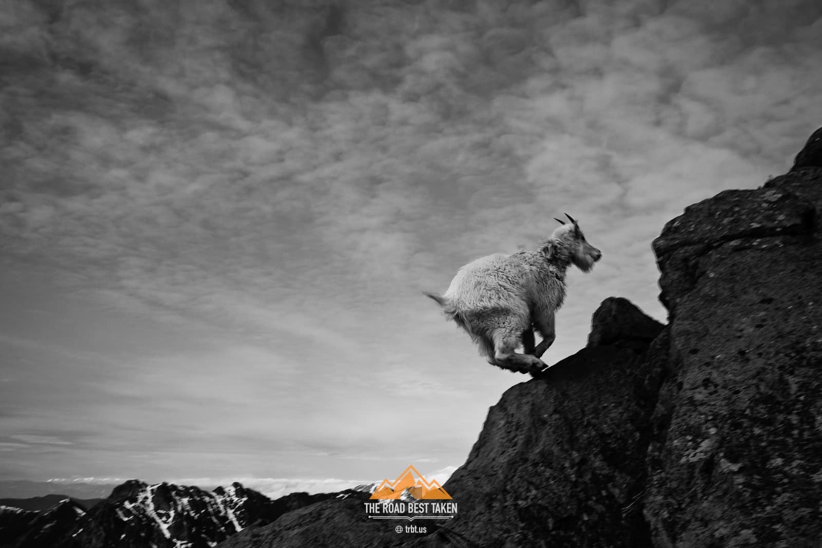 Mountain Goat, North Cascades, Washington - One of my earliest photos when I started taking a camera in the mountains while climbing, which ignited my passion for photography.