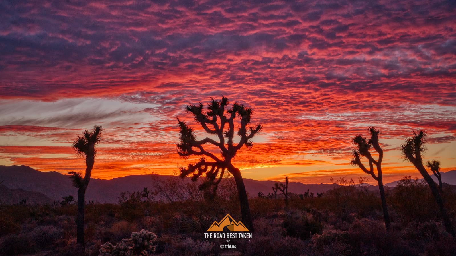 Joshua Tree Sunset - 