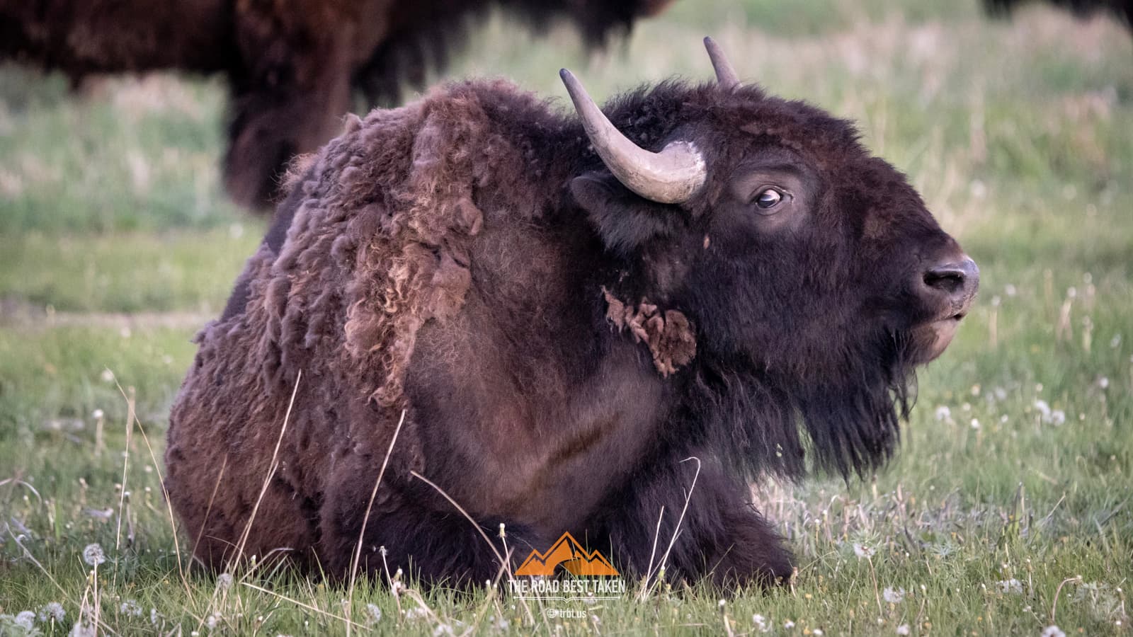 Yellowstone Bison - 