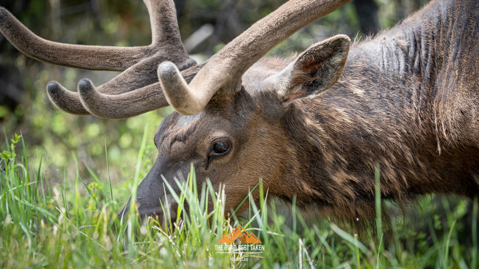 Yellowstone Deer #1 - 